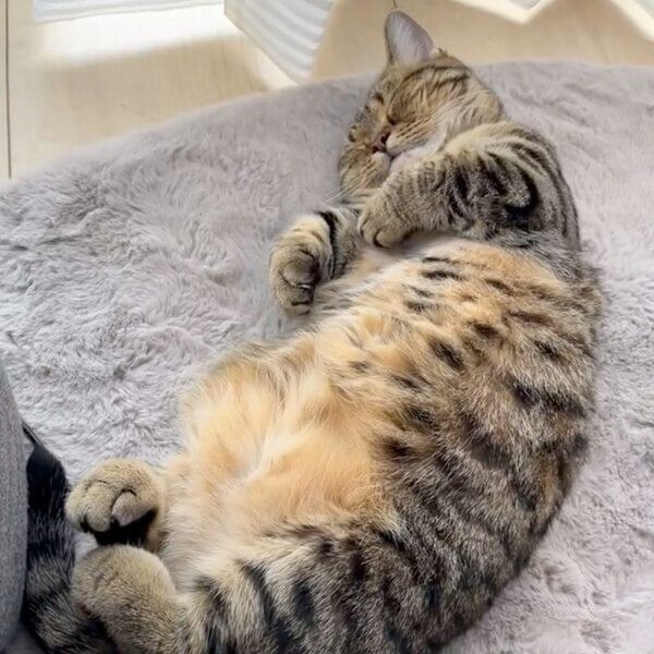 眠るもなちゃん