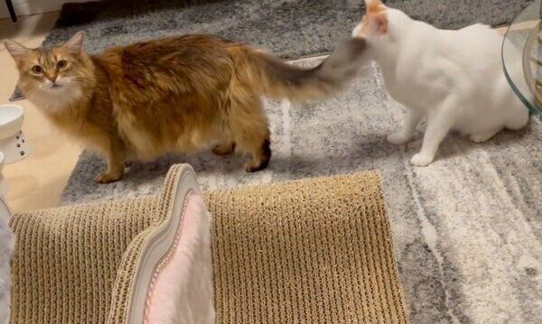 カメラ目線でノールックしっぽ攻撃を繰り出すほっちゃん