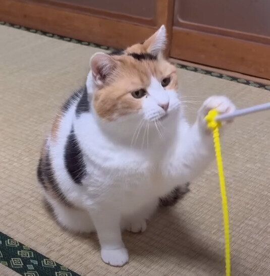 おもちゃで遊ぶミケ猫