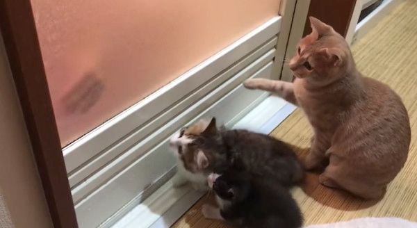 興味津々の猫たち