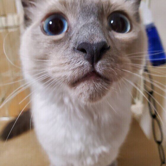 ロシアンブルーのブルーくんの鼻