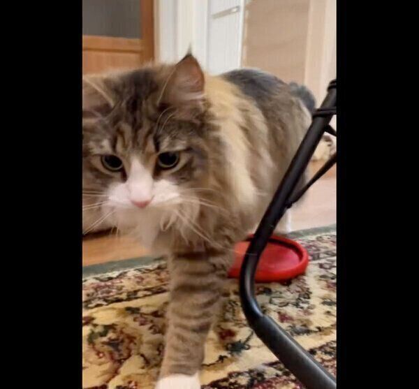 「持ってこい遊び」ができるしろあんちゃん