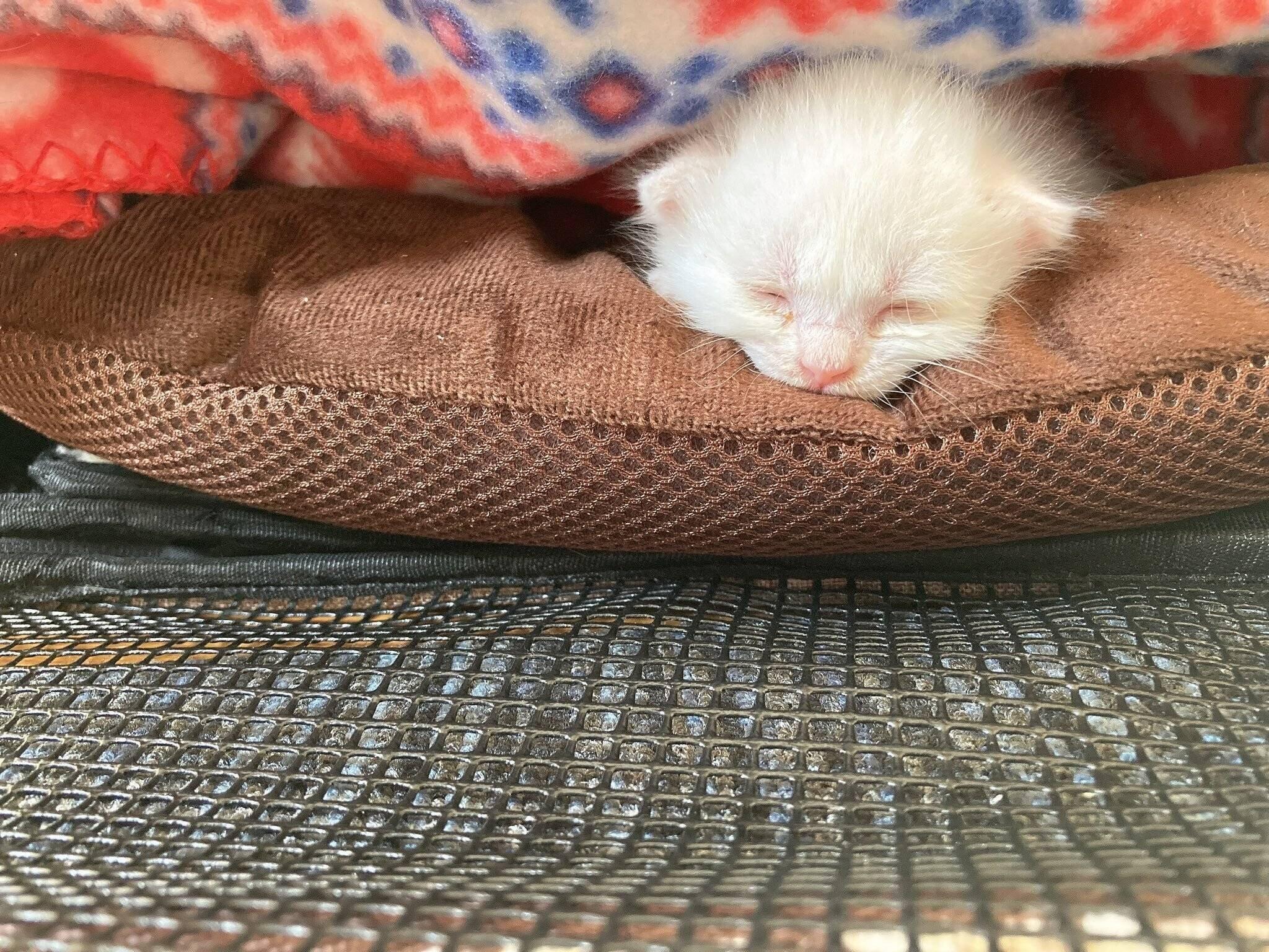 出会った日のこちゅちゃん