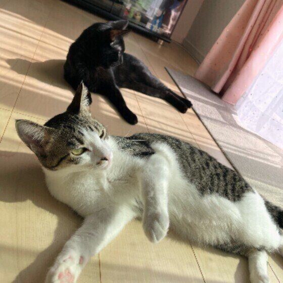 Mix（サバトラ）のきなこちゃんたち♪