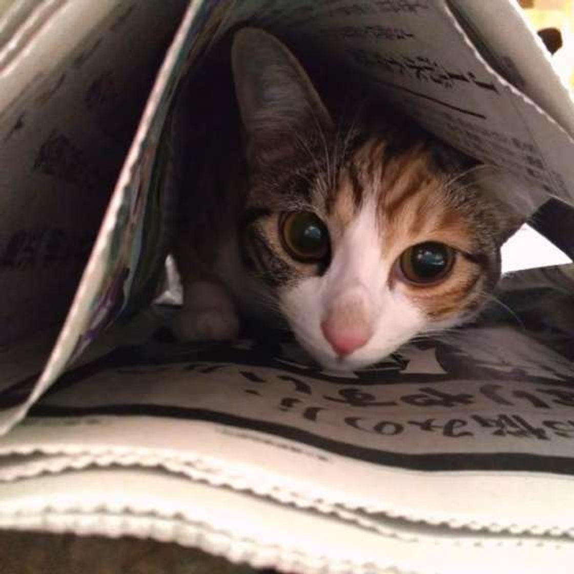 パソコンや新聞紙など 猫が 意外なところ に乗るホンネ ねこのきもちweb Magazine パソコンや新聞紙など 猫が 意外なところ に乗るホンネ ねこのきもちweb Magazine