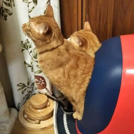 一緒にトイレに入る猫