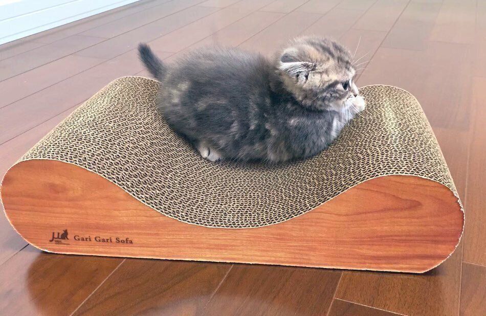 爪とぎの上に乗るたこやきくん