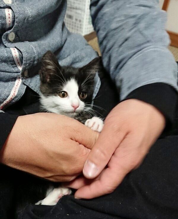 手に収まるはるちゃん