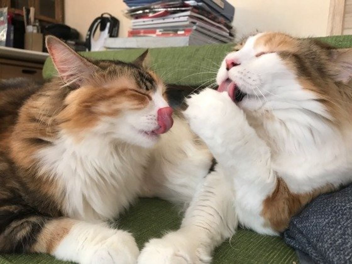 抜け毛がすごい 猫の 換毛期 対策をご紹介します ねこのきもちweb Magazine