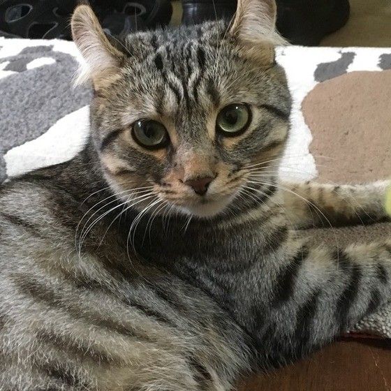 見つめるアメリカンカール