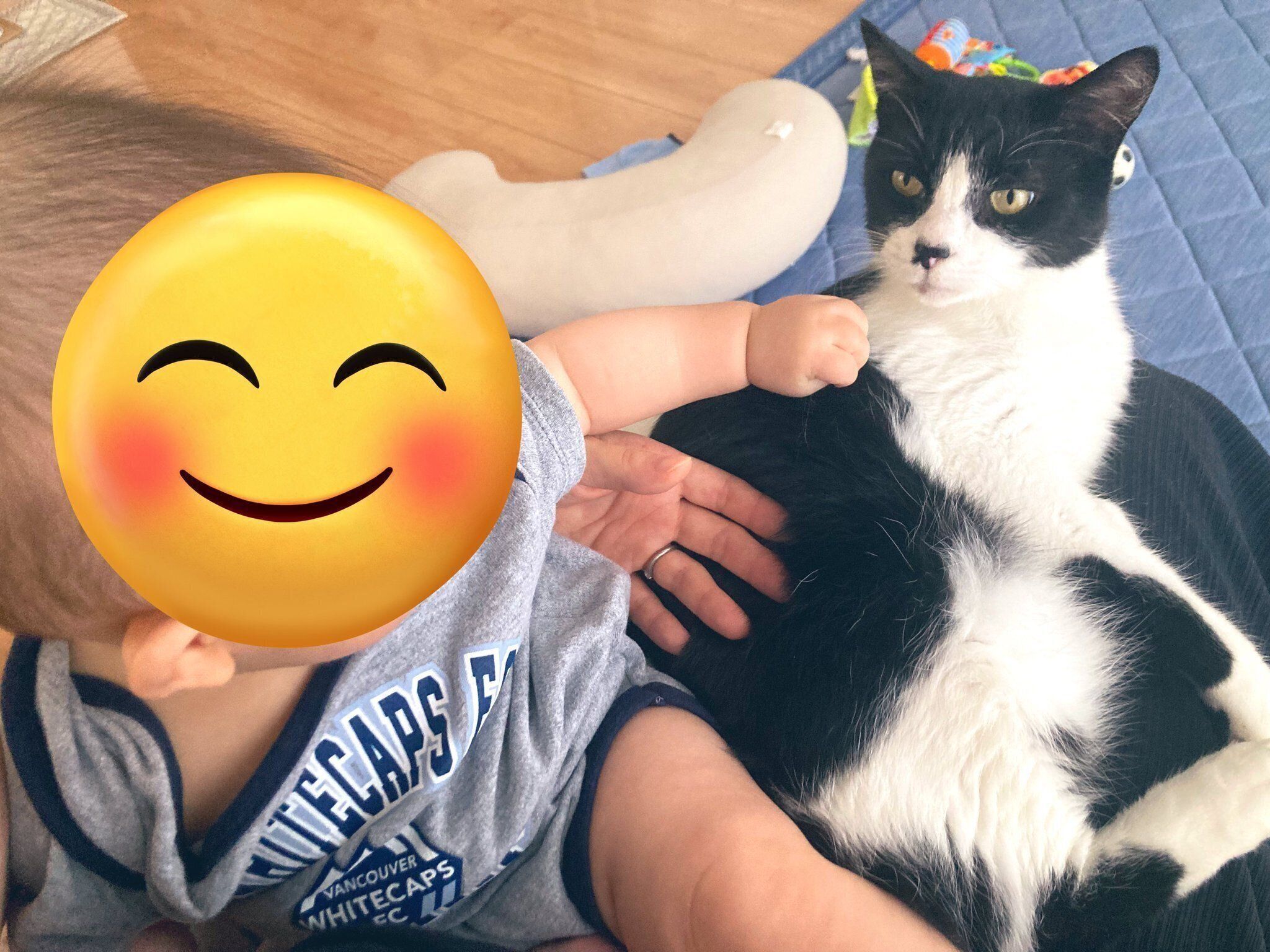 赤ちゃんを抱っこしている飼い主さんと、飼い主さんの膝に乗る義勇くん。