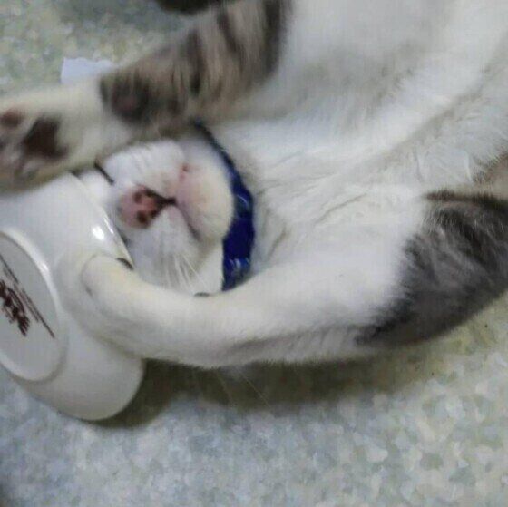 マタタビをもらった後にお皿にスリスリするサバトラのネロくん