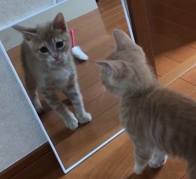 鏡の中の自分を見つめるひのきちゃん