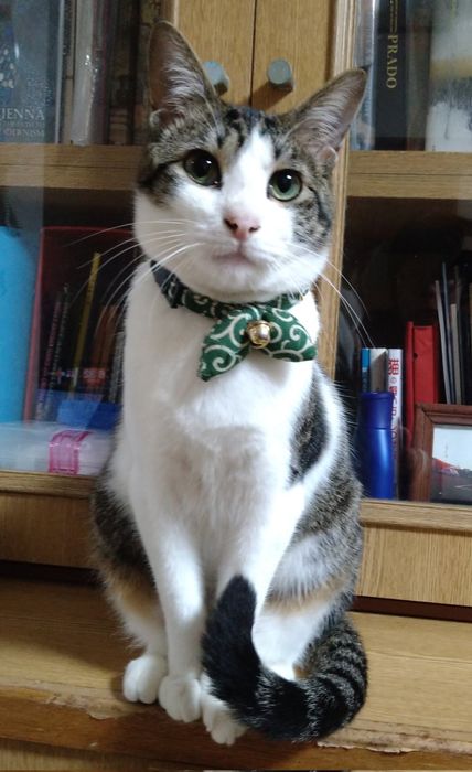 1才の猫
