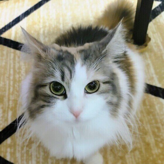 ノルウェージアンフォレストキャット　おやつの時間
