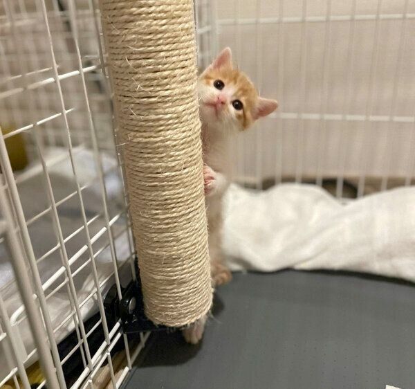 やんちゃなうにくん