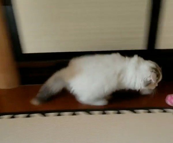 遊ぶスコティッシュフォールド