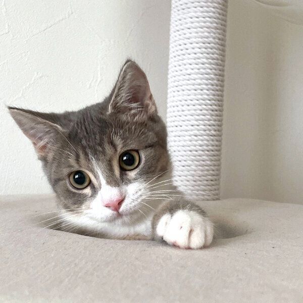 顔をひょっこり出すしらすくん