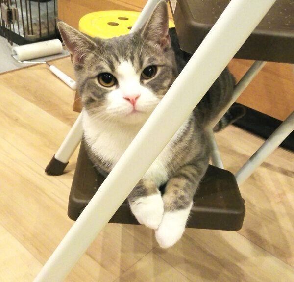 踏み台でくつろぐあおちゃん