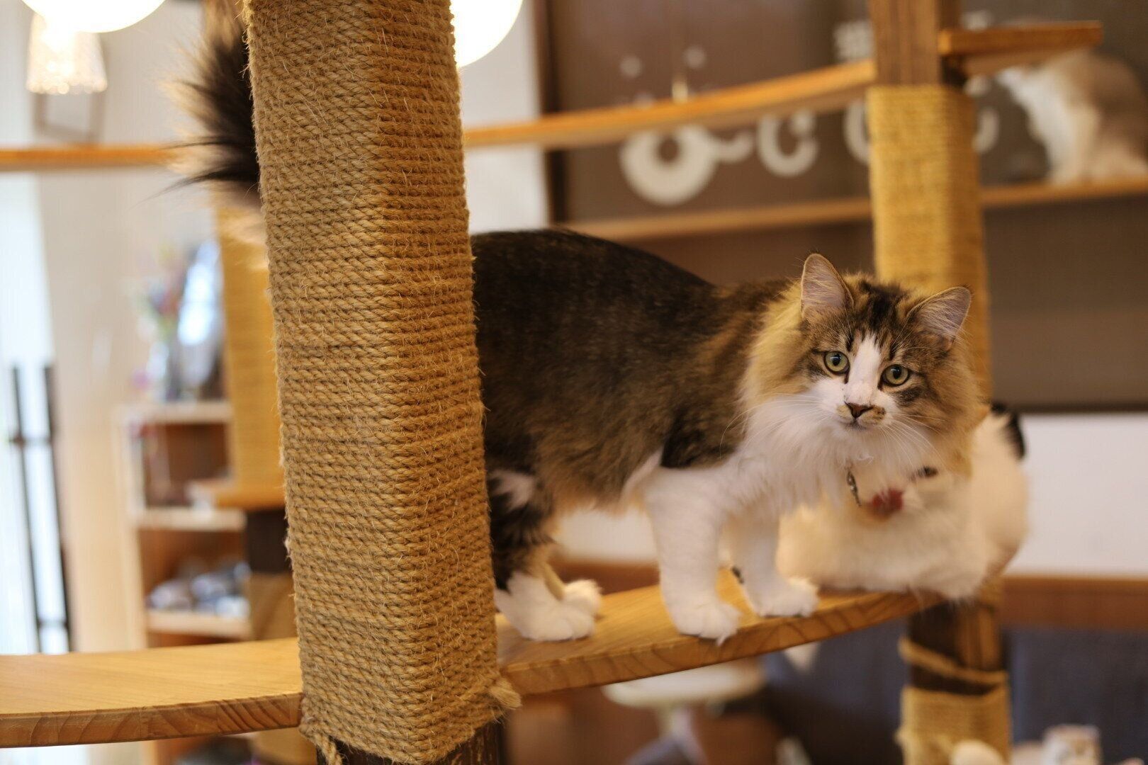 店内で自由に遊ぶ猫たち