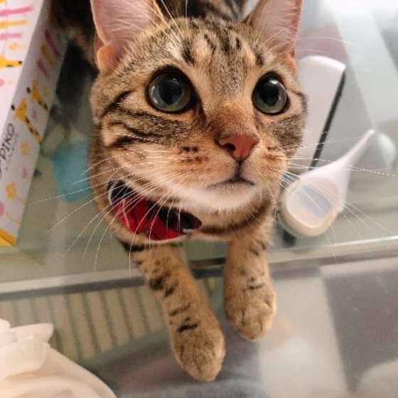 見つめるアメリカンショートヘア