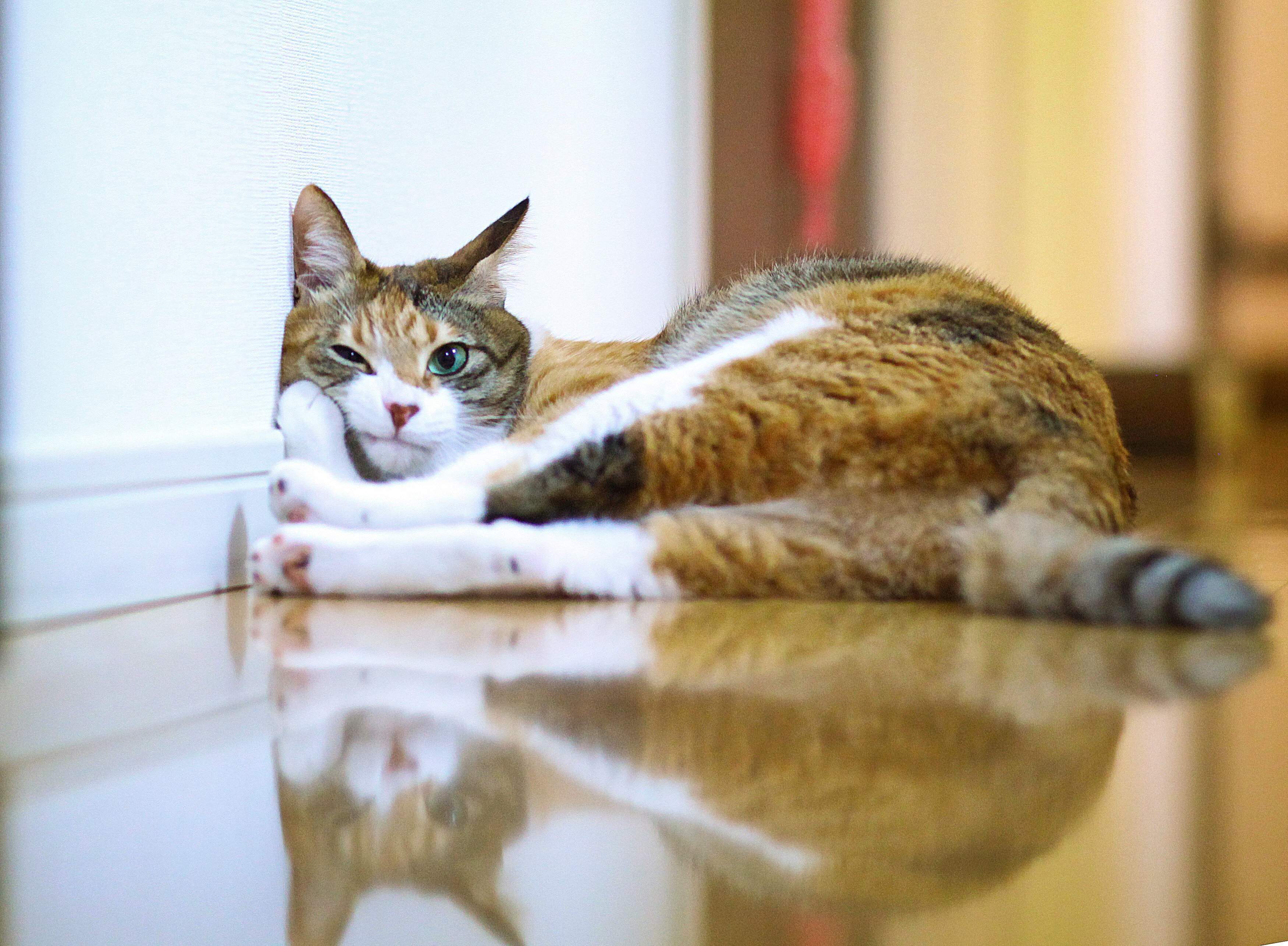 壁に頬をつける猫