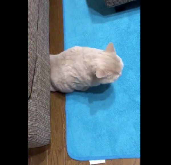 ブリティッシュショートヘアのみかんちゃんとぽてとちゃん