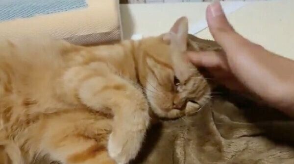 飼い主さんになでなでしてもらう番長くん