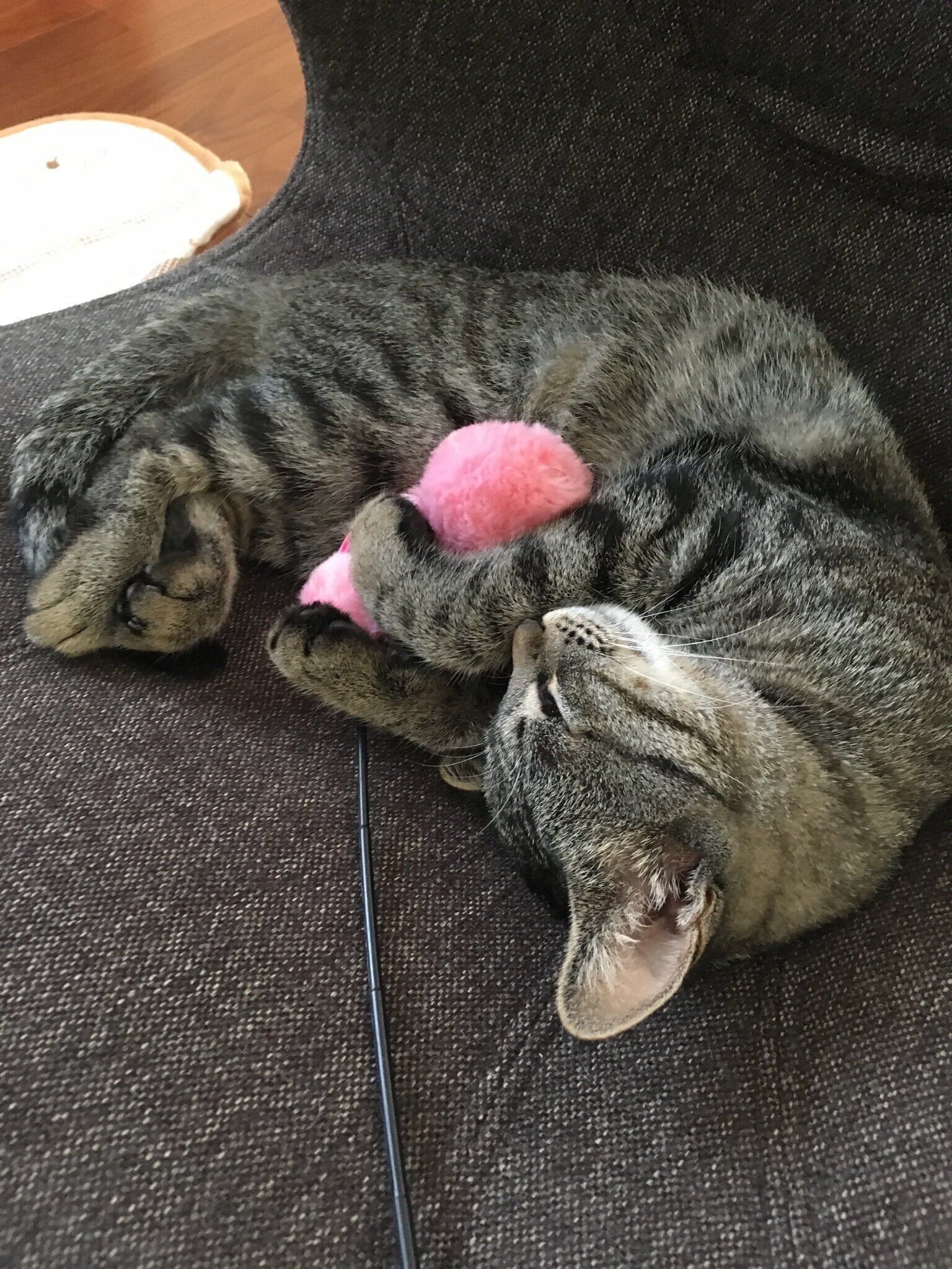 保護後の蘭ちゃん　リラックスしている様子が伝わってくる