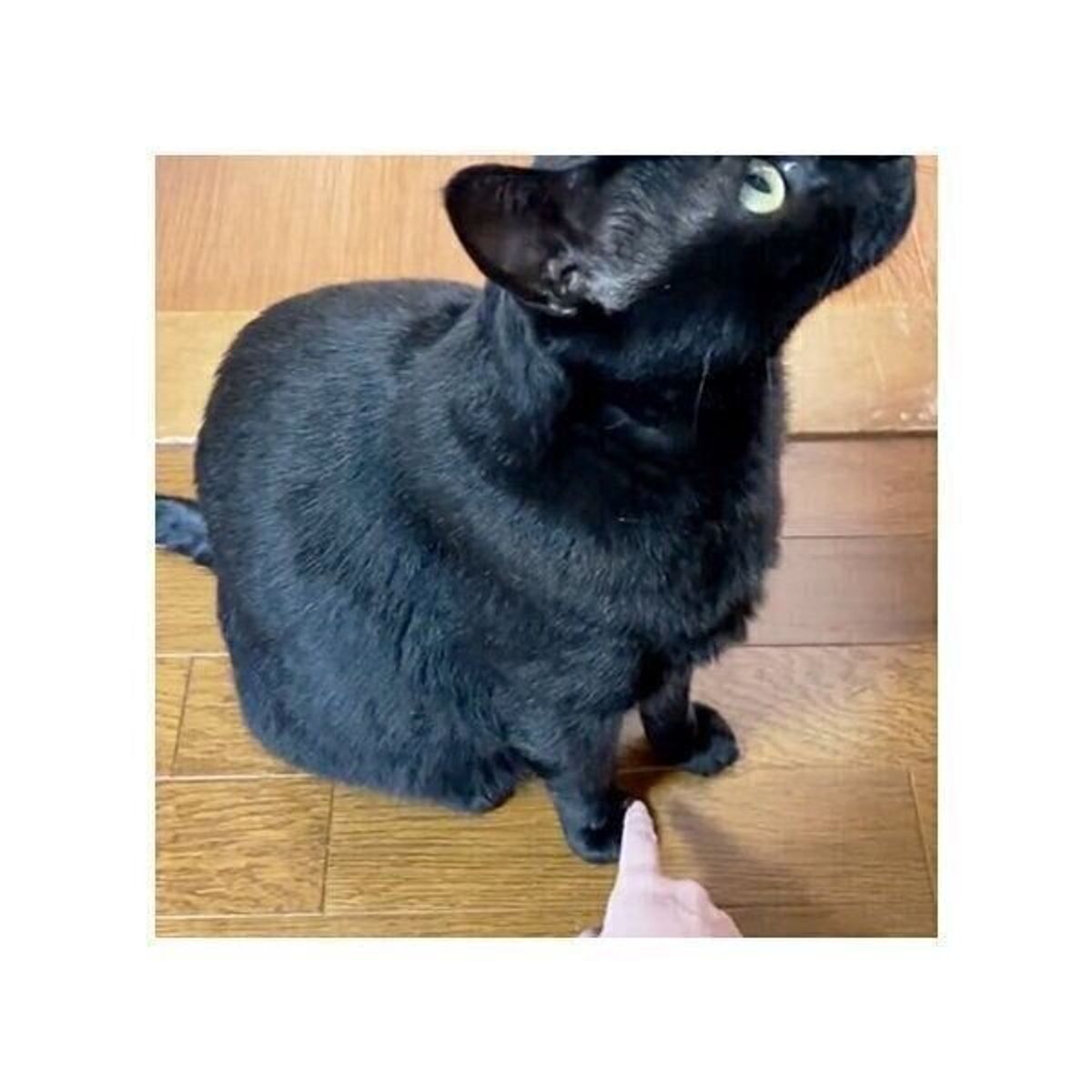 猫の前足をツンツンしたら 猫からもツンツンされた 飼い主の行動を真似しやすい猫には傾向も 獣医師解説 ねこのきもちweb Magazine 猫の前足をツンツンしたら 猫からもツンツンされた 飼い主の行動を真似しやすい猫には傾向も 獣医師解説 ねこのきもちweb Magazine