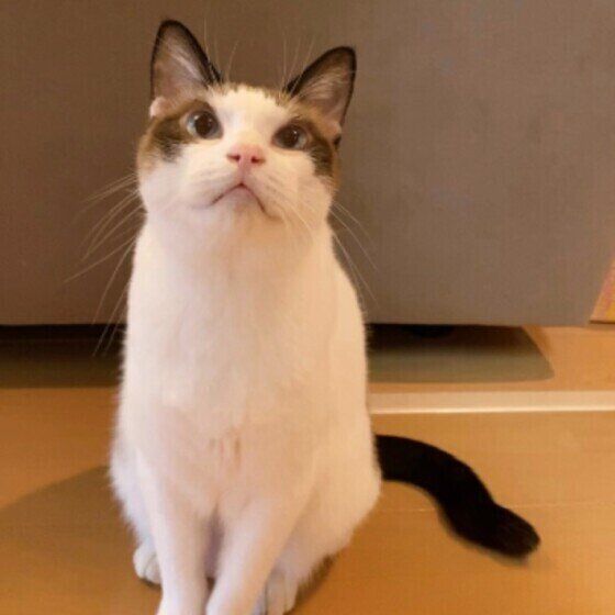 Mix（茶×白）の藍太郎くん♪