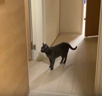 ドアの前で佇む猫