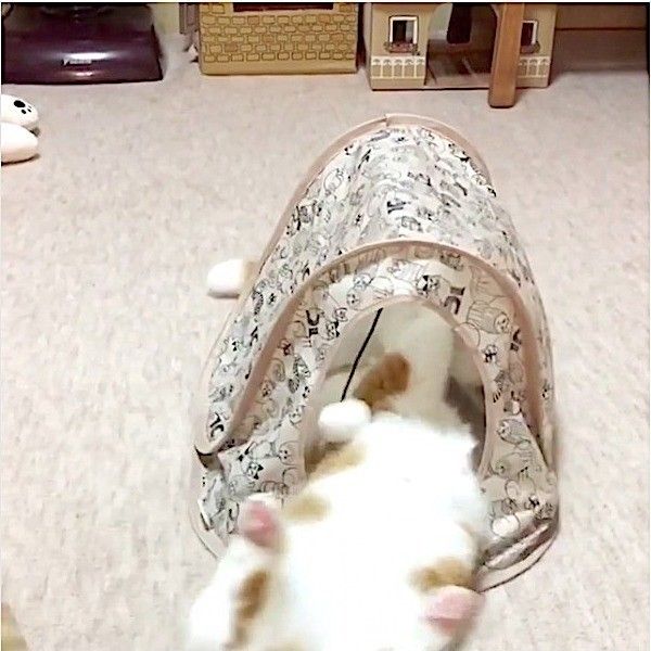 襲撃されるニャンコ