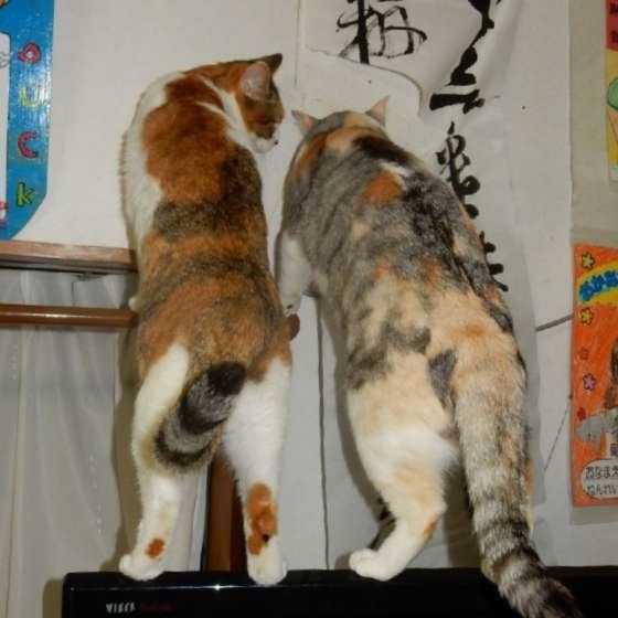 姉妹でイタズラ中のミケ（MIX）