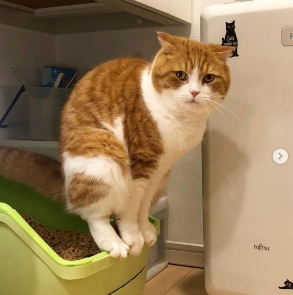 スコティッシュフォールドのまーるくん