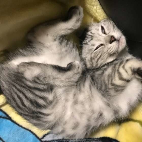 熟睡するサバトラ