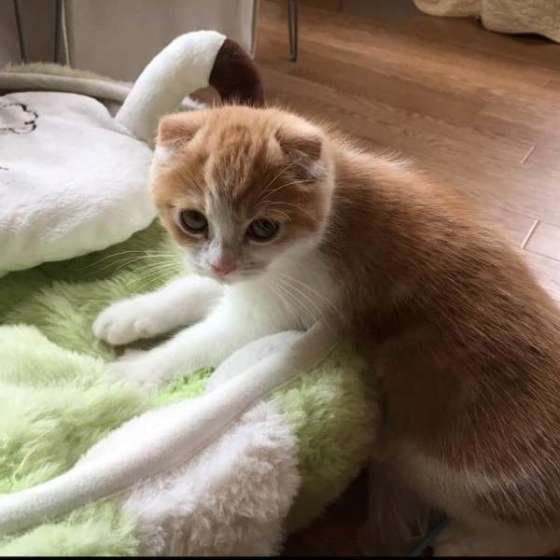 ふみふみするスコティッシュフォールド