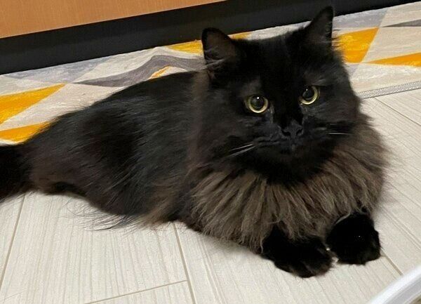 もふもふの体毛のオレシャちゃん