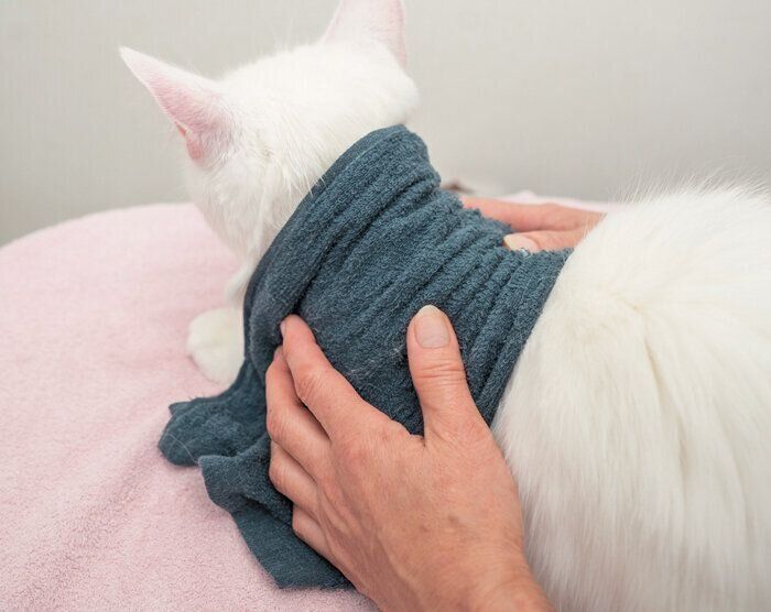 背中のケアをされている猫