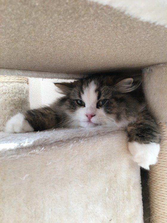 挟まっています！ラガマフィンのマフィン