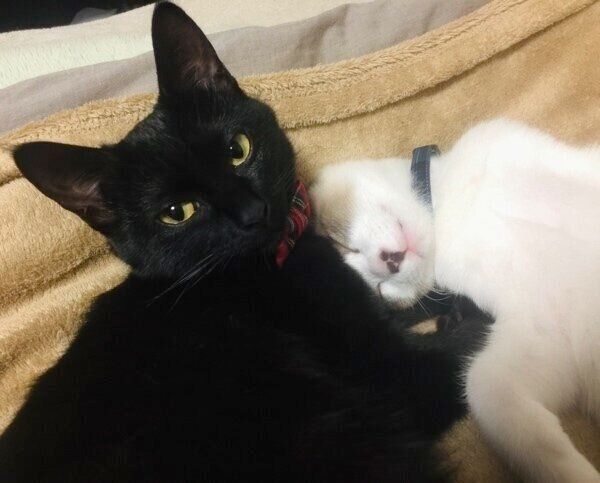 仲良し姉弟のクロロちゃんとぽんちゃん