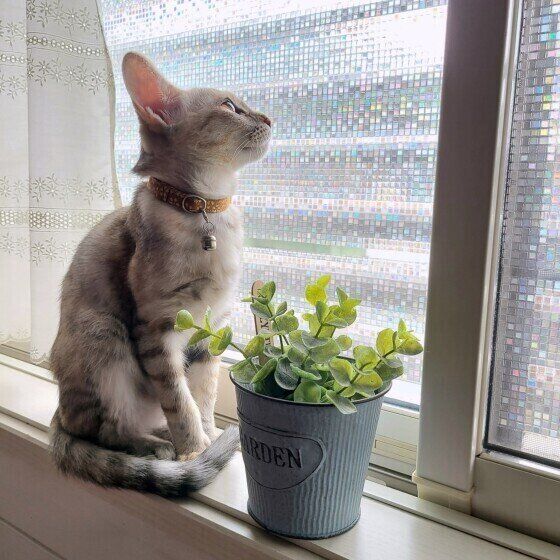 白猫のフクちゃん