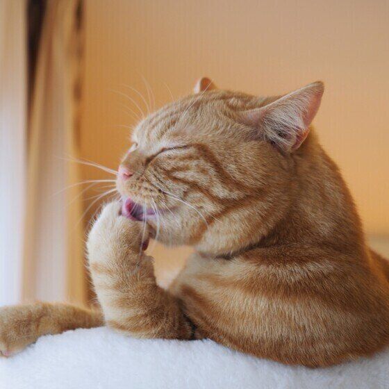 スコティッシュフォールドのラテくんのペロペロ