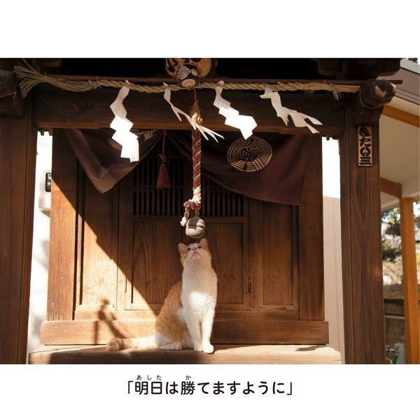 『にゃんこ相撲』