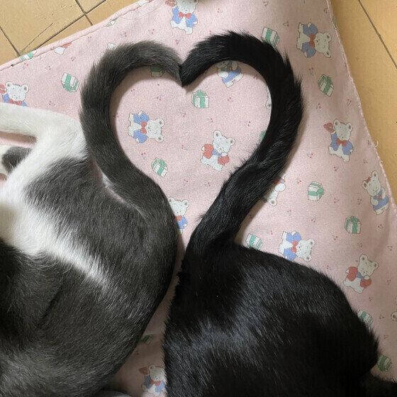 Mix（グレー）のすいちゃんたち♪