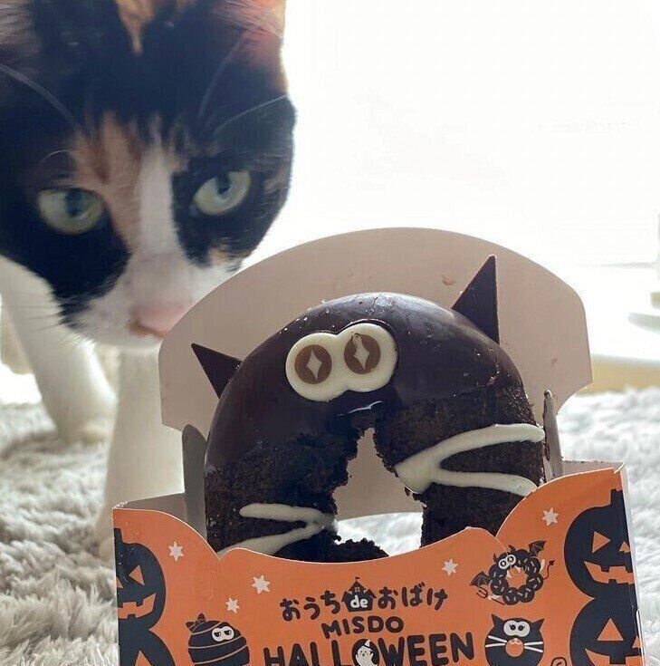 三毛猫　はまち