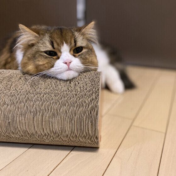 スコティッシュフォールドのもふくん♪