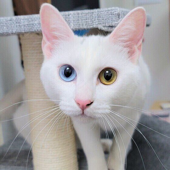 猫のゆきみちゃん