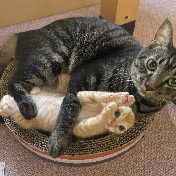 小虎くん（MIX）