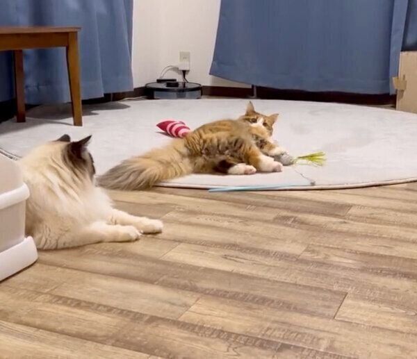 おもちゃで遊ぶ麦ちゃんと、見守るとろろくん